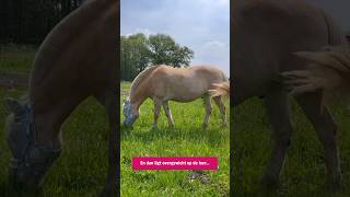 Help je paard tegen overgewicht🐴 [upl. by Suedama15]