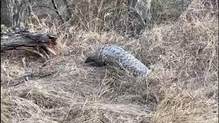 Extremely rare Pangolin sighting in Kruger National Park  Skukuza  South Africa [upl. by Leumel349]