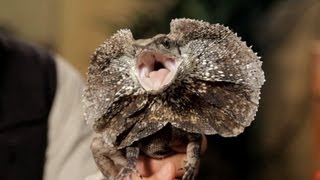 3 Care Tips for Frilled Dragons  Pet Reptiles [upl. by Cynthy]