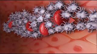 Blood Clotting  Functions of Platelets  Medical Animations [upl. by Bo764]