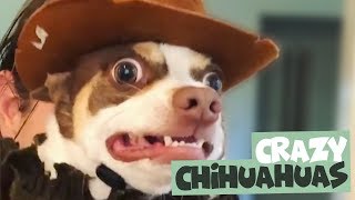 Crazy and Hilarious Chihuahuas Compilation [upl. by Suanne]