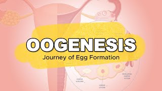 GENERAL BIOLOGY I  GAMETOGENESIS  OOGENESIS [upl. by Krik16]