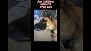 Purebred good boy germanshepherddiary dog germanshepperd doggo cute [upl. by Airtap]