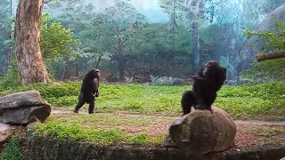 Amazing footage of chimpanzees walking upright like humans [upl. by Noreen767]