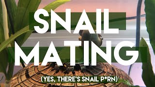 Mystery Snail Mating and Gender [upl. by Leahci821]