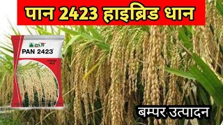 Pan 2423 paddy seedsPan 2423 dhanPan 2423 paddypan 2423 paddy durationPan 2423 hybrid rice [upl. by Proctor]