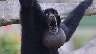 Screaming Gibbons [upl. by Renwick]