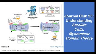 Journal Club 23 Satellite Cells Myonuclear Domain Theory  Muscle Hypertrophy [upl. by Osgood886]