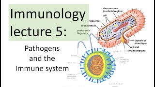 Immunology Lecture 5  Pathogens and the immune response [upl. by Semadar800]