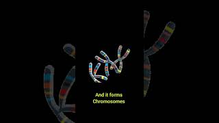 Cell NucleusDNAChromosome structure animation biology science study students shorts [upl. by Gomar]