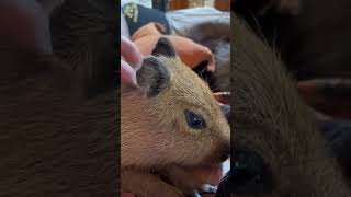 Pumpkin the Capybara loves to cuddle 😍✨ shorts capybara cuteanimals funnyanimals [upl. by Kahaleel]