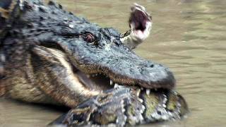 Python vs Alligator 12  Real Fight  Python attacks Alligator [upl. by Arec]