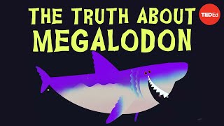 Why did Megalodon go extinct  Jack Cooper and Catalina Pimiento [upl. by Kired]