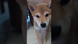 koji 10 week old shiba puppy doesnt like the puparazzi [upl. by Abbey]