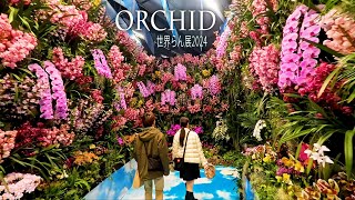 【4K Orchid】 International Orchid and Flower Show 2024 世界らん展2024 4K orchid [upl. by Ylla]