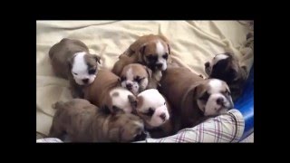 English Bulldog Puppies Birth to 5 Weeks [upl. by Ellekim361]