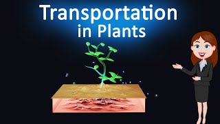 Transportation in Plants  Life Process  10th class Science  3D animated explanation [upl. by Deering906]