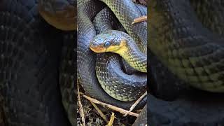 Aesculapian snake in a pile of brushwood  beautiful snake near the forest [upl. by Neelik]