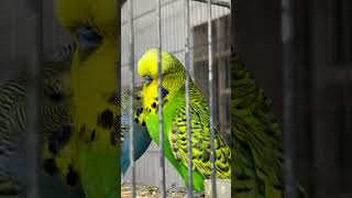 Melanistic spengel budgies budgiesLife budgerigar [upl. by Airotkciv]