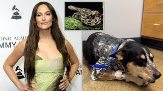 Kacey Musgraves Dog Heroically Saves Her from Rattlesnake Encounter [upl. by Nillad339]