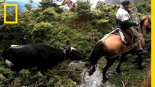 Perilous Ride to Herd Runaway Cattle  National Geographic [upl. by Iatnohs]