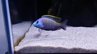 Placidochromis Blue Otter Tsano Rock pierwszy raz😜 [upl. by Balling941]