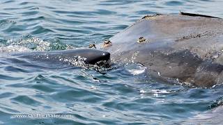 Great White Shark Eats Dead Right Whale off Cape Cod [upl. by Collie953]