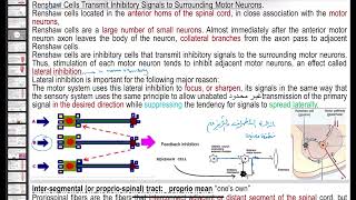 Spinal cordmotor receptorsmuscle spindlegamma alpha coactivationmuscla reflexmss physiology [upl. by Onairda]