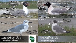 ID Tips Franklins Gull vs Laughing Gull [upl. by Bauer]