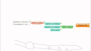 03 Crashkurs Mikrobiologie Zygomycota [upl. by Ydoc688]