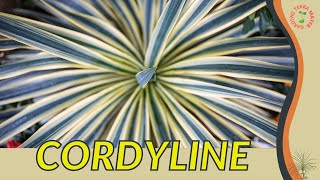 CORDYLINE Information and Growing Tips [upl. by Malanie]