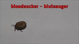 Tick bloodsucker  Blutsauger  Ein Rekordjahr für Zeckendas gefährlichste Tier Deutschlands [upl. by Eiramlehcar]