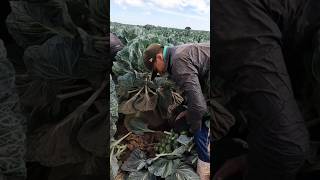 La cuadrilla de Michoacán cortando Col de Bruselas en el estado de Sonora 🥬🌵💚✔️ Demasiado Rápidos👌😱 [upl. by Athiste]