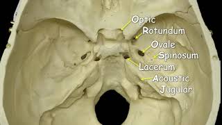 Cranial Foramina  Mnemonic Phrase [upl. by Fredra]