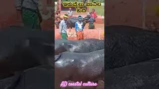 Iruvail panila kudi kambala modakutti moodbidri kambala viralvideo trending shortvideo kambula [upl. by Hannie]