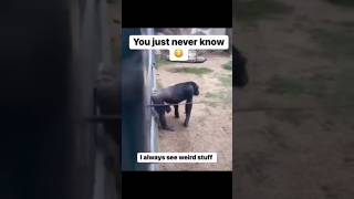 Monkeying Around 🤪🤣 animals monkey fun funny laugh viralshorts viralposts zoo fyp wtf [upl. by Ashia631]