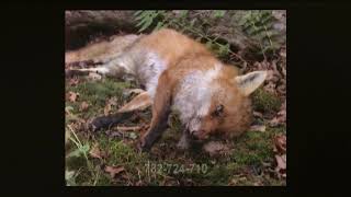 Decomposing Fox [upl. by Neela]