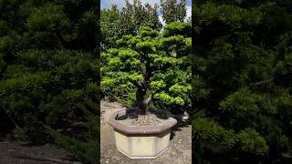 超大型盆栽 Podocarpus 羅漢松 晶鑽羅漢松 [upl. by Nnorahs862]