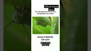 Monarch butterfly Life cycleviralshortsvideoofficialbharatfactsviral [upl. by Bergquist]