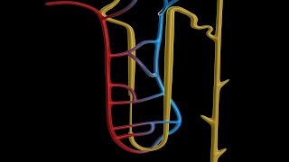 Human Physiology  Overview of the Renal Tubule System [upl. by Haswell]