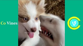 Try Not To Laugh Watching Shark Puppet Compilation 2020 WTitles Funny Shark Puppet Videos [upl. by Kapeed]