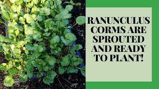 Ranunculus New Methods for Fall Planting [upl. by Hilaire]