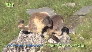 Alpine Marmot  Murmeltier  Alpenmarmot  Marmota marmota in Hohe Tauern Austria [upl. by Ahtelat]