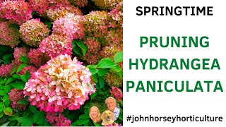 HOW TO PRUNE HYDRANGEA PANICULATA  SPRINGTIME PRUNING [upl. by Tanny]