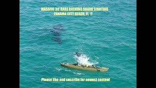 RARE 30 Basking Shark Sighting in Gulf of Mexico PCB FL [upl. by Shaia]