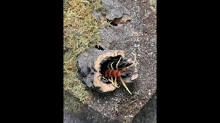 Giant Centipede Climbs into Nest  ViralHog [upl. by Zipnick799]