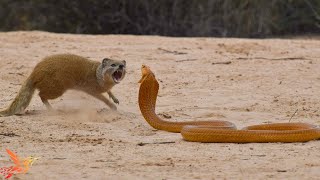 10 CRAZIEST MONGOOSE FIGHTS EVER  Mongoose vs King Cobra Snake [upl. by Petulia]