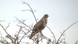 Common Buzzard Donna Nook Lincolnshire UK 261024 [upl. by Jara]