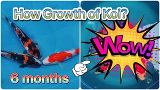 How Growth of Koi in Six Months [upl. by Anaeed]