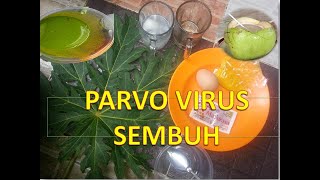 Ramuan penyembuh PARVO VIRUS pada anjing [upl. by Alaet]